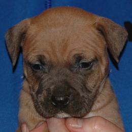 Girl 4 - Blue fawn American Pit Bull Terrier puppy in Roy, Washington from Ivie League Kennel