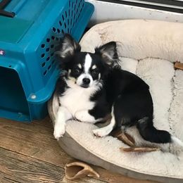 Macho - Chihuahua