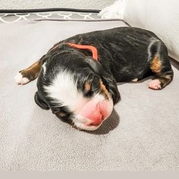 Boy1 - Tri-color Bernese Mountain Dog puppy in Las Vegas, Nevada from Rogarci Berners Ranch