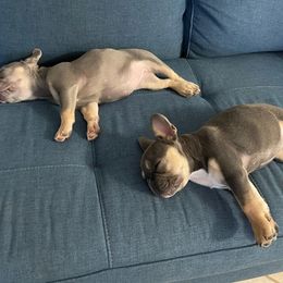 French Bulldog Puppies from Jessicah's Frenchies Michigan's French Bulldog Breeder
