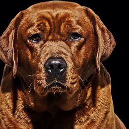 Cami - Labrador Retriever