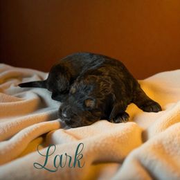 Lark - Black tri-color male Aussiedoodle puppy in Ellenburg Depot, New York from K&S Country Kennels