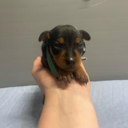 Magnolia - Black and tan female Miniature Pinscher puppy in Lancaster, Missouri from White Stone Ranch