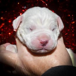 Purple collar - White male Dogo Argentino puppy in San Diego, California from Debonair Dogos