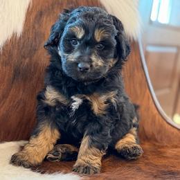 Hawaii - Black phantom male Aussiedoodle puppy in Grinnell, Iowa from Rural Iowa Aussies & Doodles