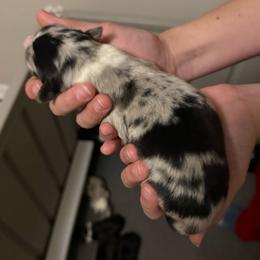 Cerberus - Blue merle male Australian Shepherd puppy in Weeki Wachee, Florida from Ace of Spades Australian Shepherds
