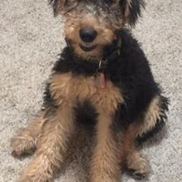 Airedale Terrier, Lakeland Terrier, and Welsh Terrier Puppies from Anne's Pups