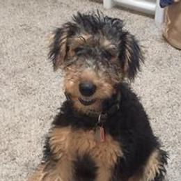 Airedale Terrier, Lakeland Terrier, and Welsh Terrier Puppies from Anne's Pups
