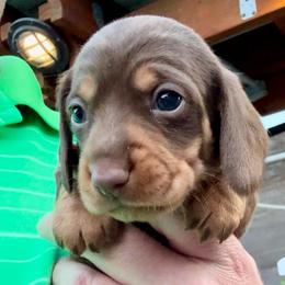 DOVE (light pink) - Chocolate and tan female Dachshund puppy in Vero Beach, Florida from Joseph’s Dachshunds