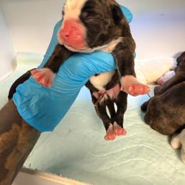 Blaze - Brindle male Boxer puppy in Oak Lawn, Illinois from Pawfect Pets
