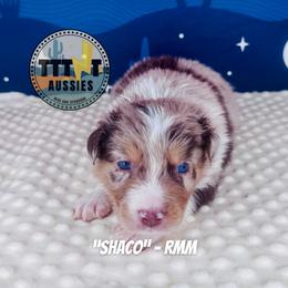 Shaco - Red merle male Australian Shepherd puppy in Tucson, Arizona from TTTNT Aussies