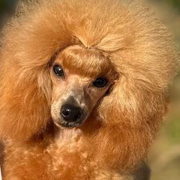 Queen - Poodle