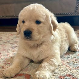 Nutmeg - Light golden female Golden Retriever puppy in Doniphan, Missouri from Stockford’s Golden Retrievers