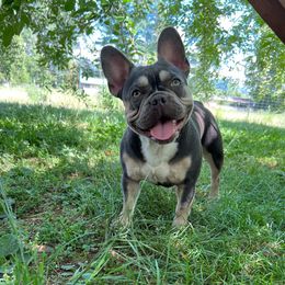 Izzy - French Bulldog