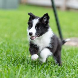 Border Collie Puppies from High Point Border Collies