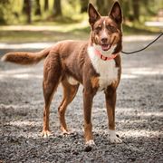 Gaston - Australian Koolie