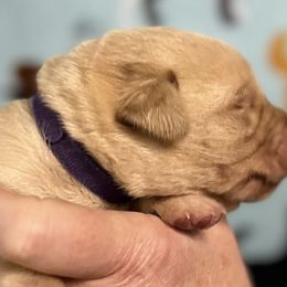 Violet - Yellow Labrador Retriever puppy in Sandpoint, Idaho from Allen Sunnyside AKC Labs