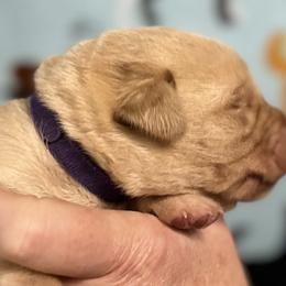 Violet - Yellow Labrador Retriever puppy in Sandpoint, Idaho from Allen Sunnyside AKC Labs