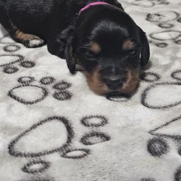 Pink Girl - Black and tan female Dachshund puppy in Trade, Tennessee from TN Miniature Dachshunds & Basset Hounds