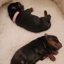 Dachshund and Doberman Pinscher Puppies from Cornerstone Dobermans and Dachshunds