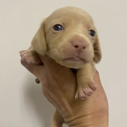 Dachshund Puppies from Yellowstone Dachshunds