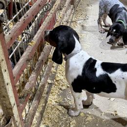 Bluetick Coonhound Puppies from 5280 Show stock