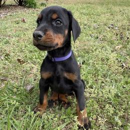 Lila - Purple Collar - Black and rust female Doberman Pinscher puppy in Powder Springs, Georgia from Elite Dobermans of Atlanta