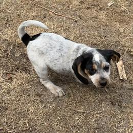 Beagle Puppies from Southern Skye Farm