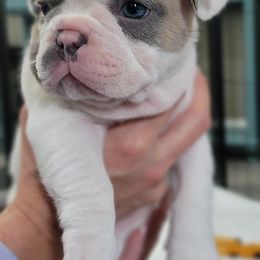 French Bulldog Puppies from South Hill Frenchies