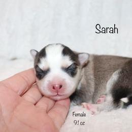Sarah - Silver and white female Pomsky puppy in Denham Springs, Louisiana from Bayouland Pomskies