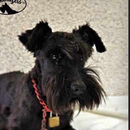 CLARE - Miniature Schnauzer