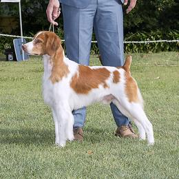 Stetson - Brittany