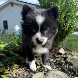 Nebula - Black and white female Pomsky puppy in Ravena, New York from Osiris’s Siberians & Pomskies