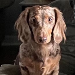 Lady - Dachshund