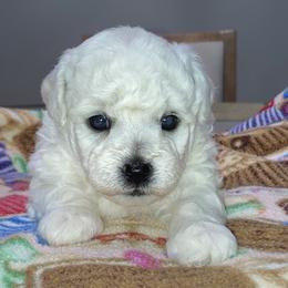 Puppy - White male Bichon Frise puppy in Greenville, South Carolina from Almaza Bichons