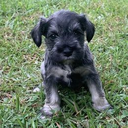Miniature Schnauzers from Ed Krickel's Miniature Schnauzers
