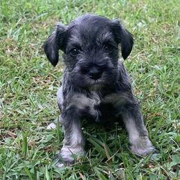 Miniature Schnauzers from Ed Krickel's Miniature Schnauzers