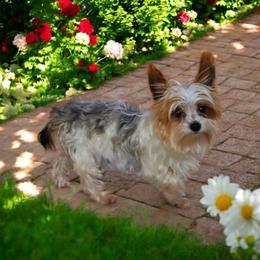 Isla - Yorkshire Terrier