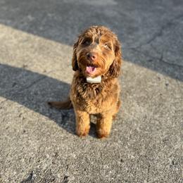 Aussiedoodle and Bernedoodle Puppies from Steindoodles