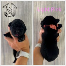 Light Pink - Black female Labrador Retriever puppy in Ste. Genevieve, Missouri from Megans Labradors