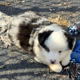 Black right eye - Blue merle male Miniature Australian Shepherd puppy in Graham, North Carolina from Thompson Farm Mini Aussies