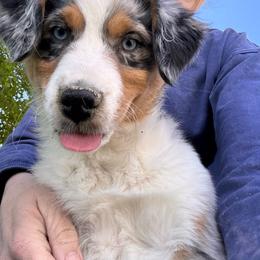 Miniature Australian Shepherd puppies from V5 Aussies