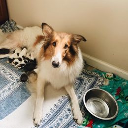 Collie Puppies from Kindred Spirit Collies
