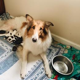 Collie Puppies from Kindred Spirit Collies