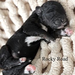 Girl 2 - female Goldendoodle puppy in Washington, Illinois from Lola Bear Goldendoodles