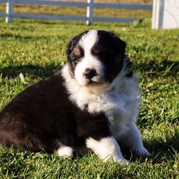 "Black Tri female " Australian Shepherd Puppies from Lake Creek Aussies