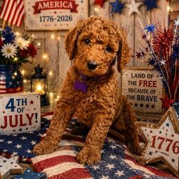 Prince William Fire Red King II - Red  male Poodle puppy in Woodbridge, Virginia from Rosa Red Standard Poodles