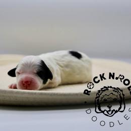 Benedict Bridgerton - Black and white male Sheepadoodle puppy in Edmond, Oklahoma from Rock N Roll Doodles