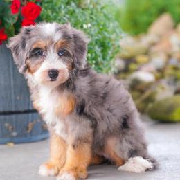 Pisa - Blue merle female Bernedoodle puppy in Dundee, Ohio from Down Home Doodle