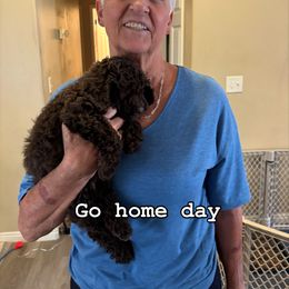 Bernedoodle, Cavapoo, and Poodle Puppies from Liberty Farms Puppies